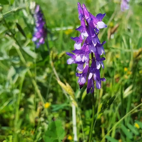 6 piante di *Vicia cracca* | Vaso da 9x9 cm