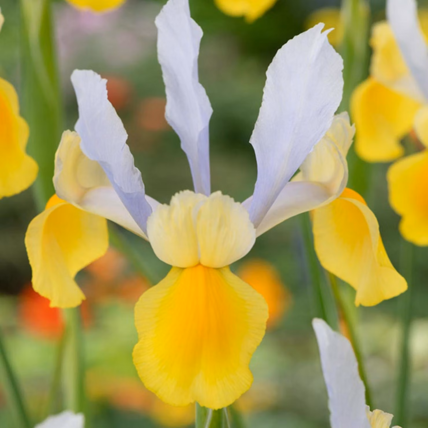 Iris Iris olandese Symphony 10 pz. Iris Bulbi Piantine Bulbi