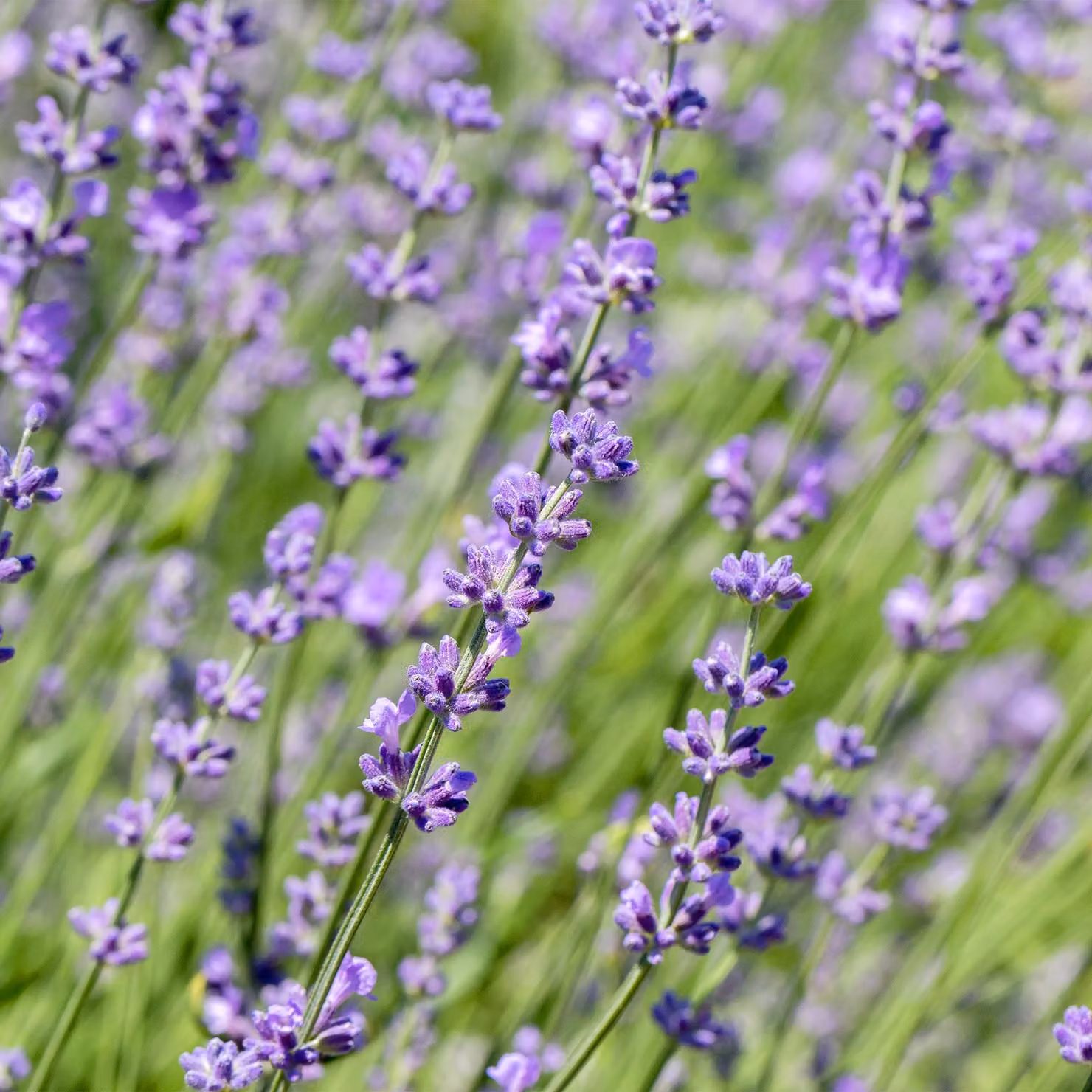 Lavanda vera Lavandula angustifolia Hidcote - Pianta da siepe - Foglia grigia