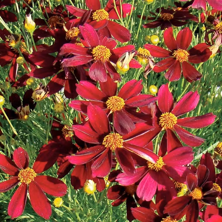 6 piante di Coreopsis ibrida - Coreopsis ibrida 'Red Satin' | Vaso da 9x9 cm