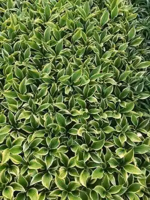 6 x Hosta hybr. 'Liberty'® - Hosta - vaso 9 x 9 cm