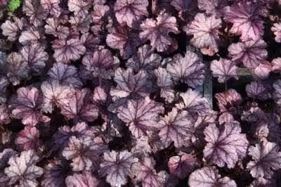 6 x Heuchera hybr. 'Forever Purple' - Campane viola - vaso 9 x 9 cm