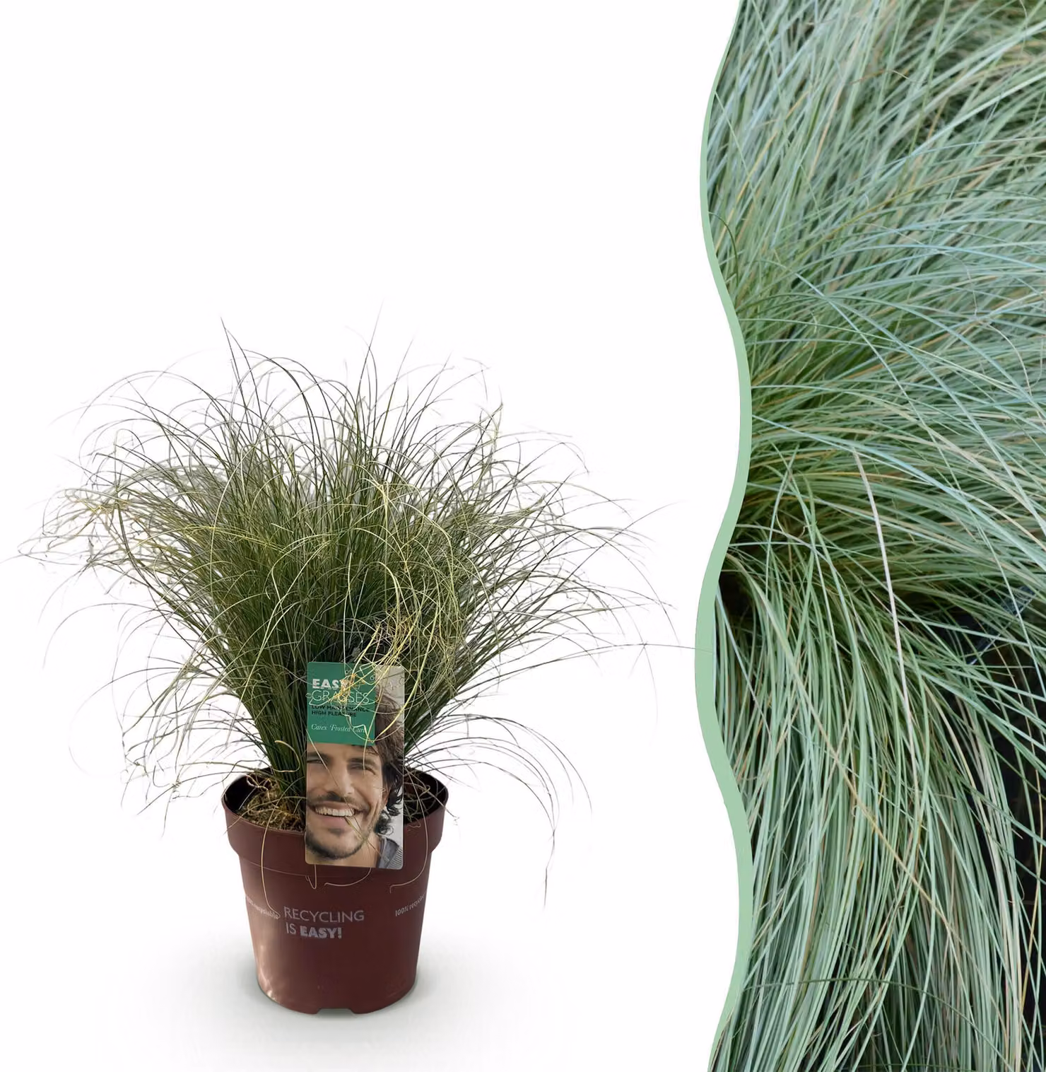 Erbe ornamentali - Carex comans Riccioli smerigliati - Verdi - Sempreverdi - Resistenti - 40-50cm - Ø17cm - Pianta da giardino
