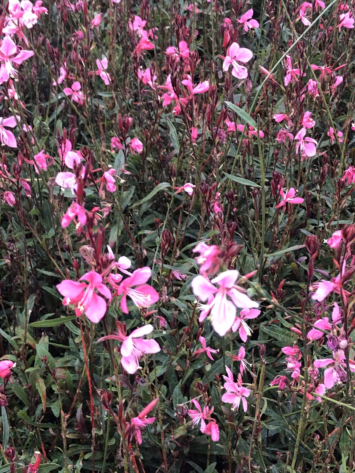 6 x Gaura lindh. 'Flamingo Pink' (= oenothera lindh.) - magnifica candela - vaso 9x9 cm