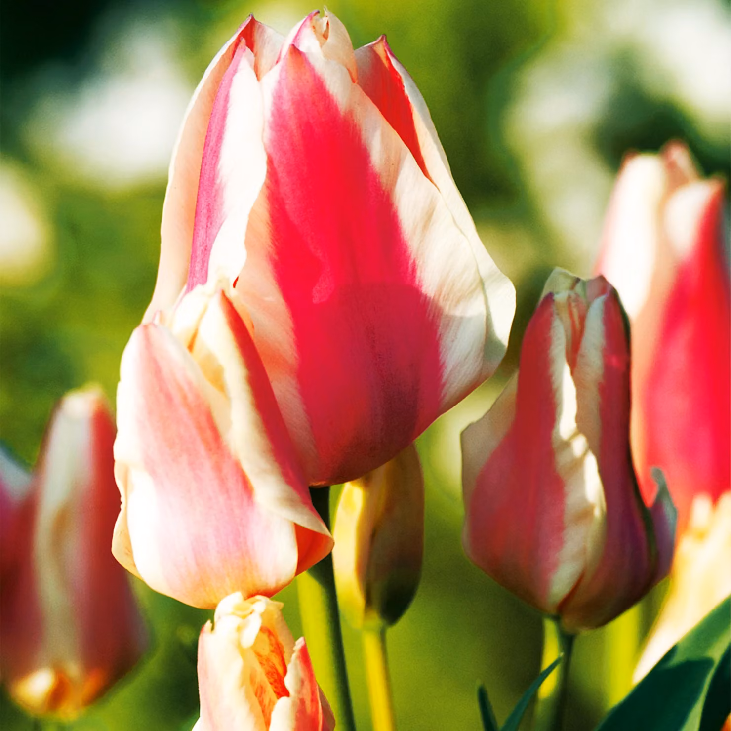 Tulipani Bulbi Bulbi Fiori Tulipano multiflora Quebec 5 pz.