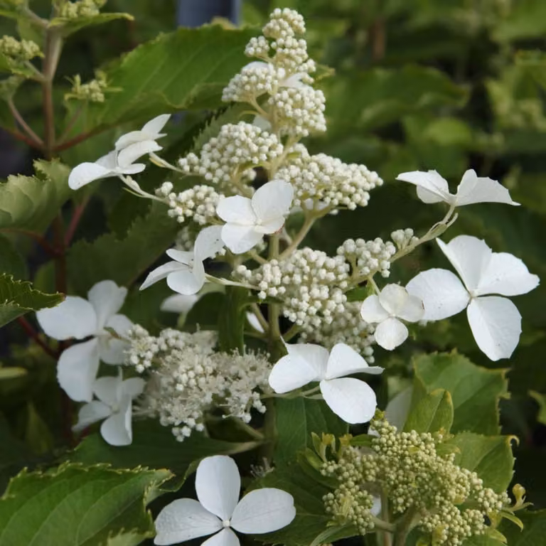 2 ortensie a grappolo - Hydrangea paniculata 'Levana'®, in vaso, altezza 40-50 cm