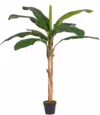 Pianta artificiale Banano verde con 10 foglie Altezza: 180 cm