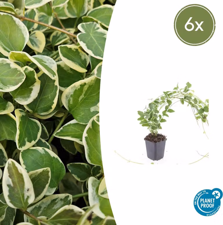 Copertura del terreno - Pervinca bianca a foglie grandi - Vinca major 'Variegata' - Vaso da 9 cm - Set di 6 piante