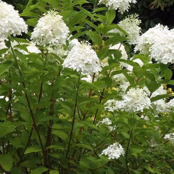 2 ortensie - *Hydrangea paniculata* 'Grandiflora', in vaso, altezza 40-50 cm