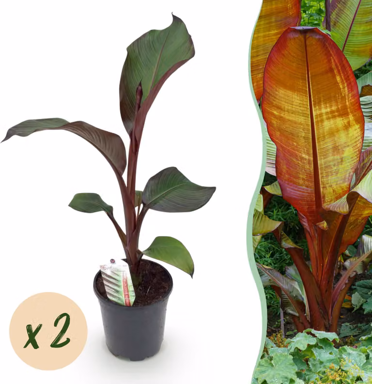 Pianta da frutto - Banana - Ensete ventricosum Maurelli - Difficile - 2 piante - 30-40cm - Ø20cm - Pianta da giardino