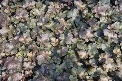 6 x Heuchera hybr. 'Chocolate Ruffles'® - Campane viola - vaso 9 x 9 cm