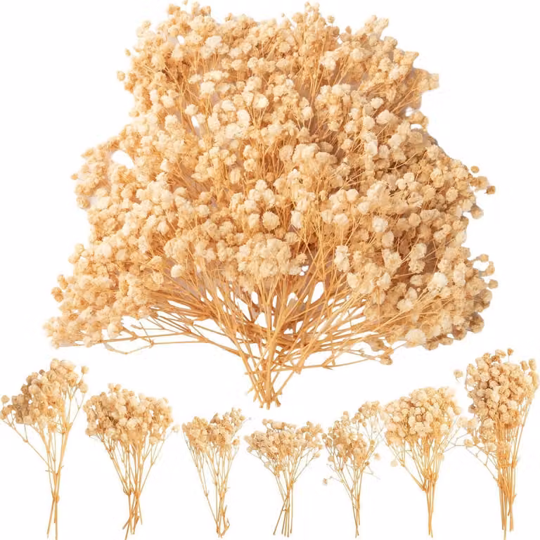 Fiori di Schleierkraut essiccati, 50 pezzi, circa 13 cm di lunghezza, bianchi, ideali per decorazioni e lavori manuali