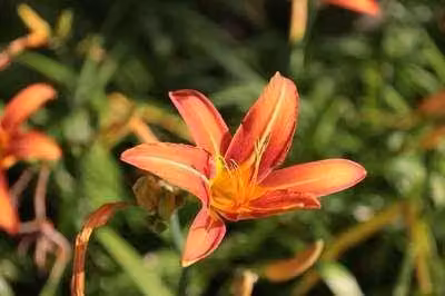 6 x Hemerocallis hybr. 'Rajah' - daylily - vaso 9 x 9 cm x 9 cm