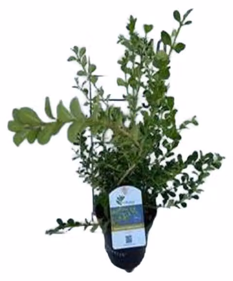 BetterBuxus® Babylon Beauty - Buxus betterbuxus 'Babylon Beauty' | 30-40 cm in vaso