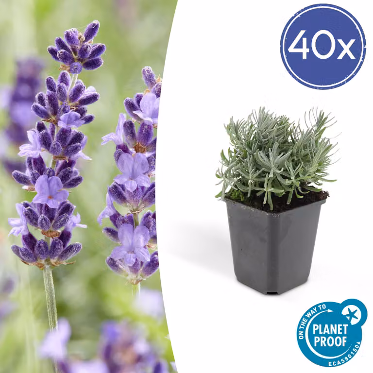 Lavandula 'Hidcote' | 6 stuks - 10-25cm - Ø9cm - Pianta da giardino - Multideal