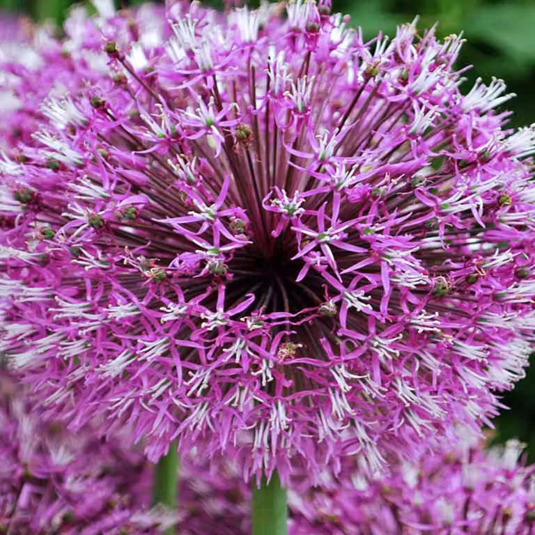 Bulbi da fiore Bulbi Porro ornamentale Allium Early Emperor 1 pz.