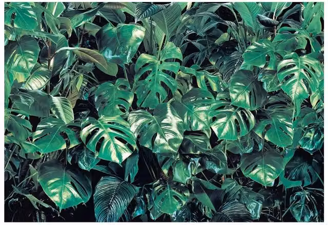 Fotomurale floreale KOMAR Verdur, Multicolore, L: 368 cm, H: 254 cm