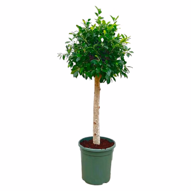 Ficus Nitida Op Stam - 130 cm - Ø30