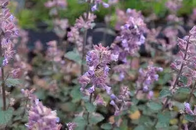 6 x Nepeta hybr. 'Cat's Pajama' - Erba gatta - vaso 9 x 9 cm