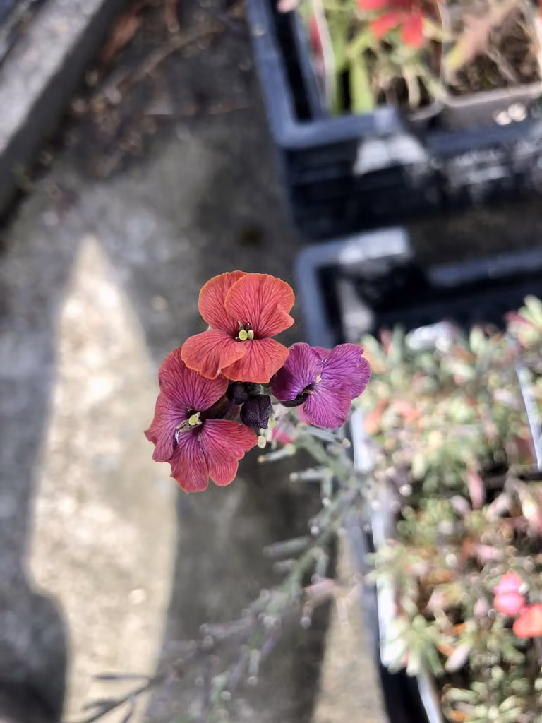 6 x Erysimum hybr. 'Constant cheer' - Goldlack - Topf 9x9 cm