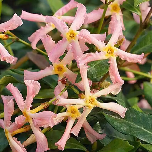 Gelsomino toscano Trachelospermum 'Pink Showers' 30-50 cm - Pianta rampicante