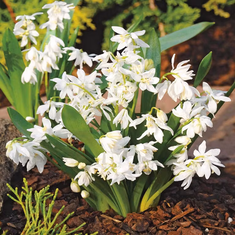 Bulbi di fiori di Scilla Bulbi di fiori Siberian Blue Star White 5 pz.