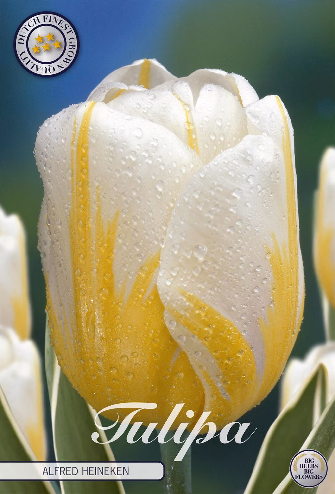 Darwin Hybrid - Alfred Heineken - Tulipa