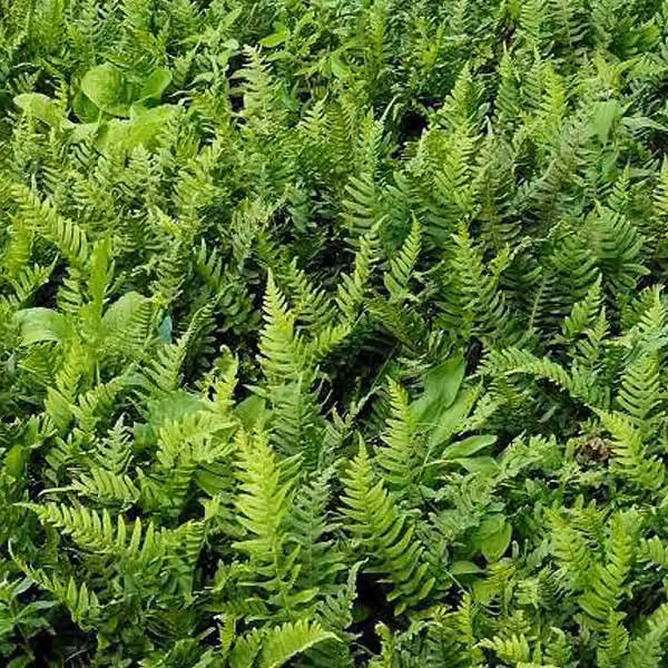 6 piante di felce comune (Polypodium vulgare), in vaso da 9x9 cm