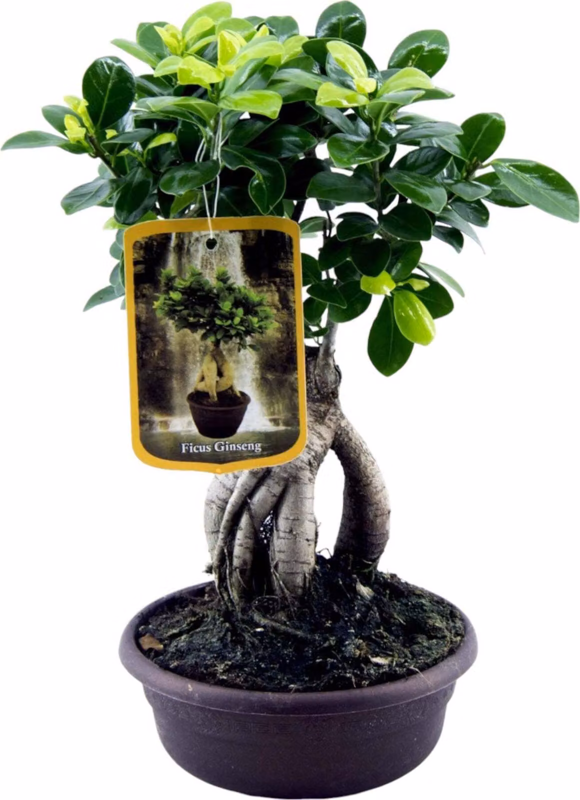 Trendyplants - Ficus Microcarpa Ginseng - Bonsai - Pianta da appartamento - Altezza 20-40 cm - Dimensione vaso Ø17cm
