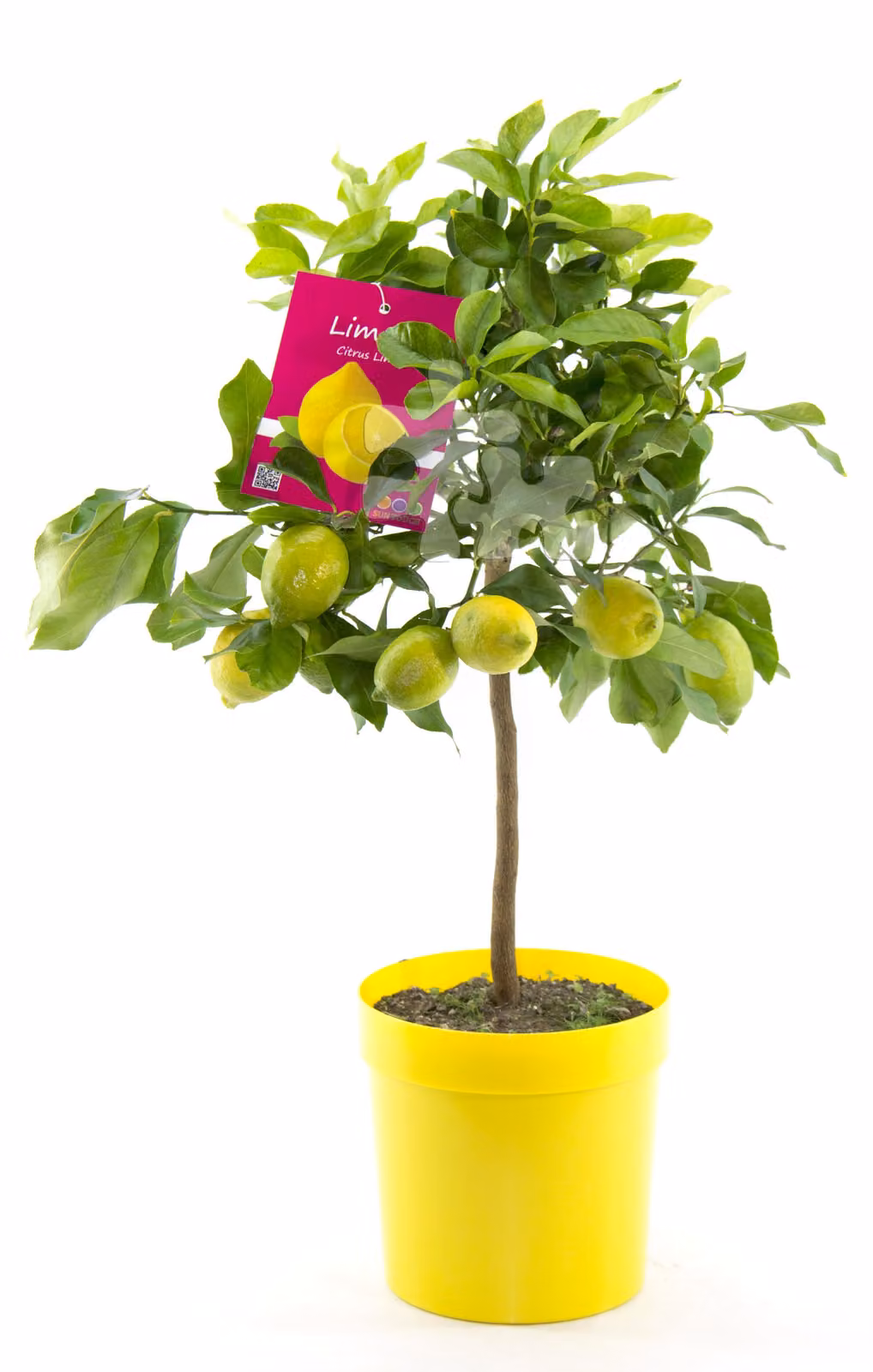 Citrus limon lunario 100-130 cm - Vero albero di limoni - Limone quattro stagioni