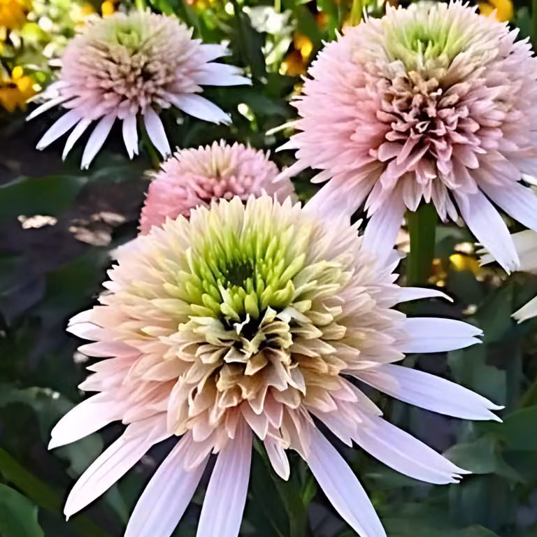 6 piante di Echinacea purpurea 'Cherry Fluff' | Vaso da 9x9 cm
