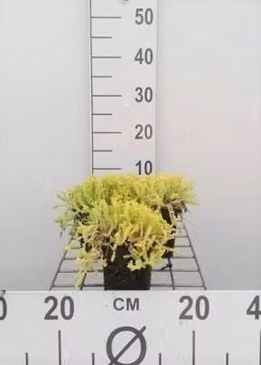 6 x Sedum acre 'Elegans' - Foglia grassa - vaso 9 x 9 cm