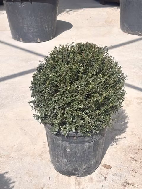 TAXUS BACCATA PALLA 40