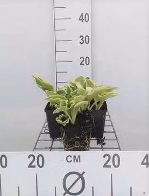 6 x Hosta hybr. 'Wide Brim' - vaso 9 x 9 cm