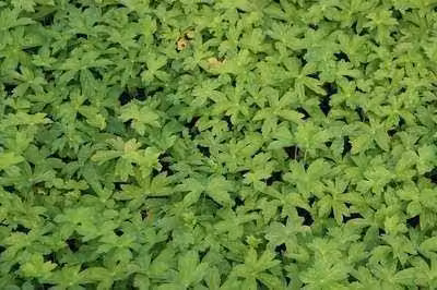 6 x Astrantia major 'Snowstar'® - Ombrello a stella - Vaso 9 x 9 cm