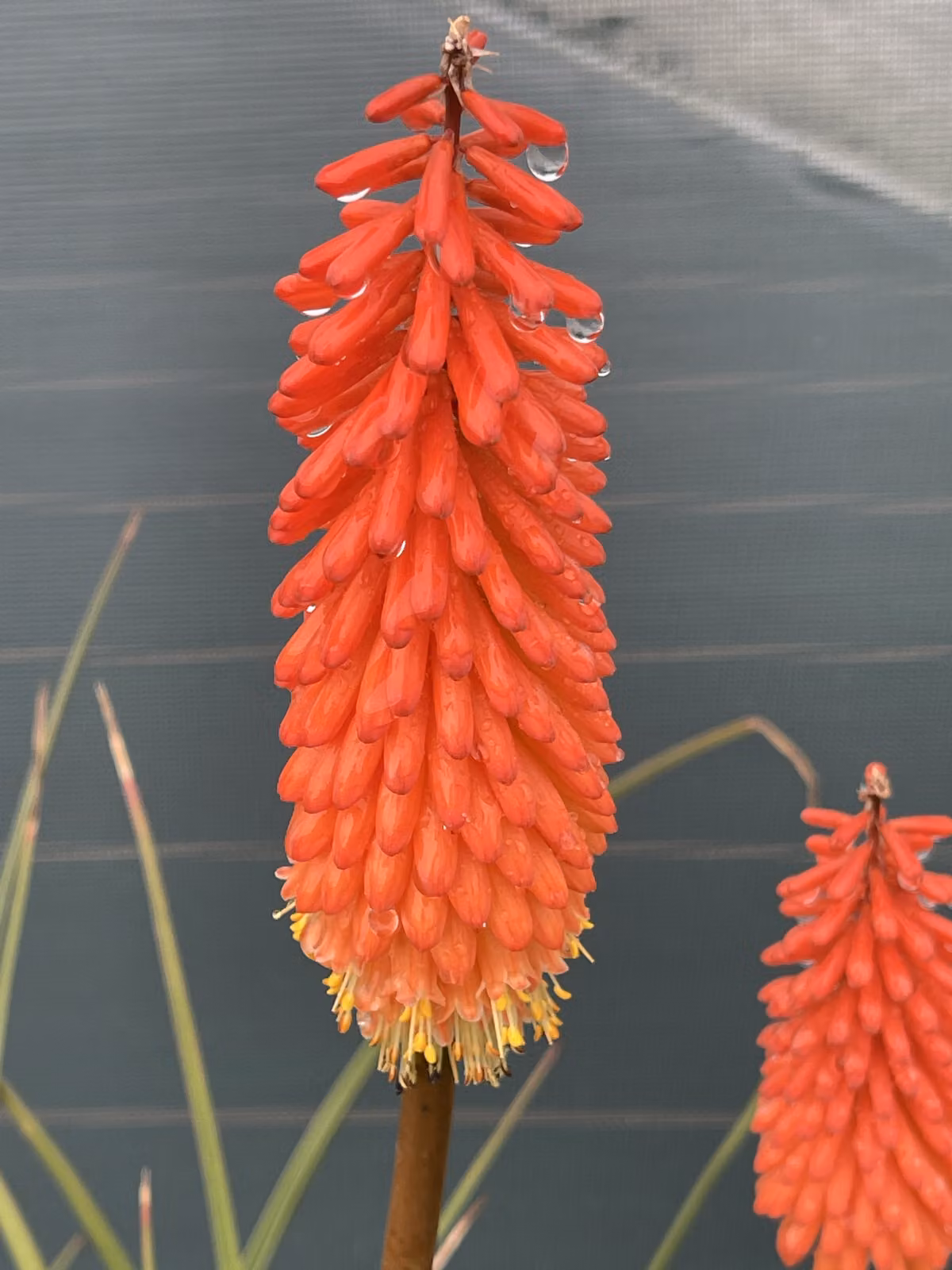 6 x Kniphofia 'Alcazar' - Giglio torcia in vaso 9 x 9 cm