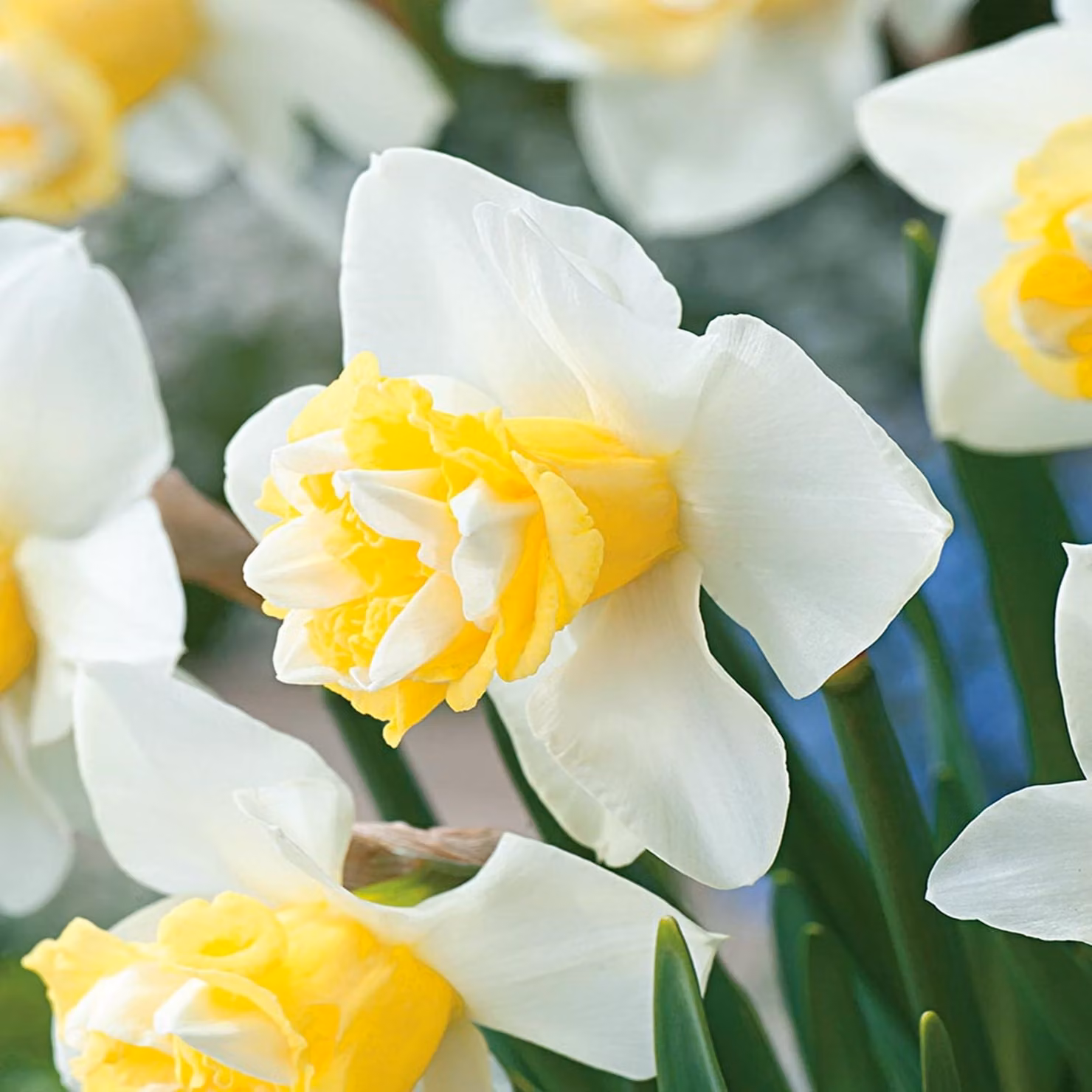 Narciso Pieno Braccio di Ferro 3 pz. Bulbi di narciso Bulbi di fiori