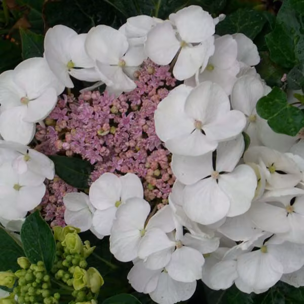 2 ortensie - *Hydrangea macrophylla* 'Libelle', in vaso, altezza 25-30 cm