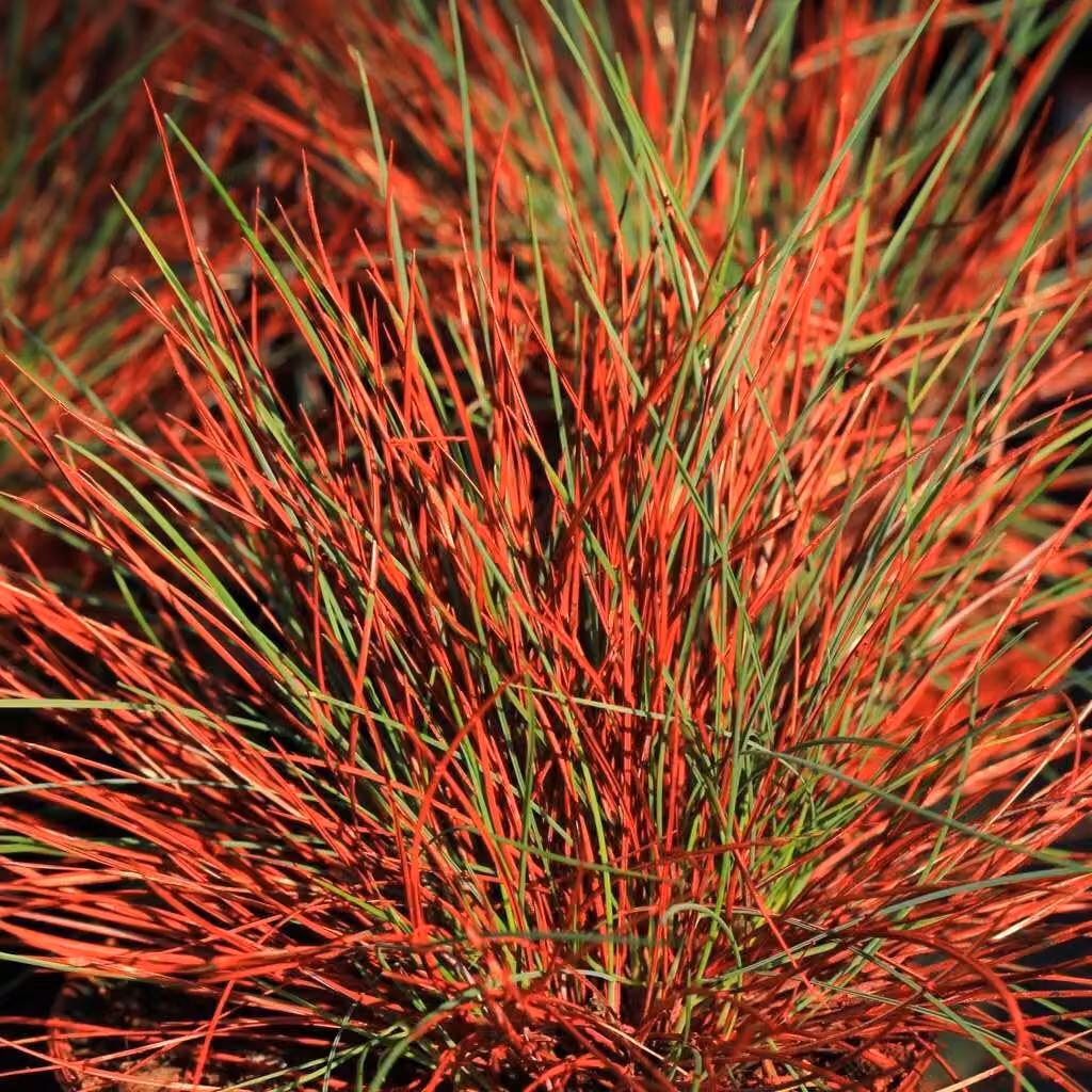 Festuca Walberla 1L