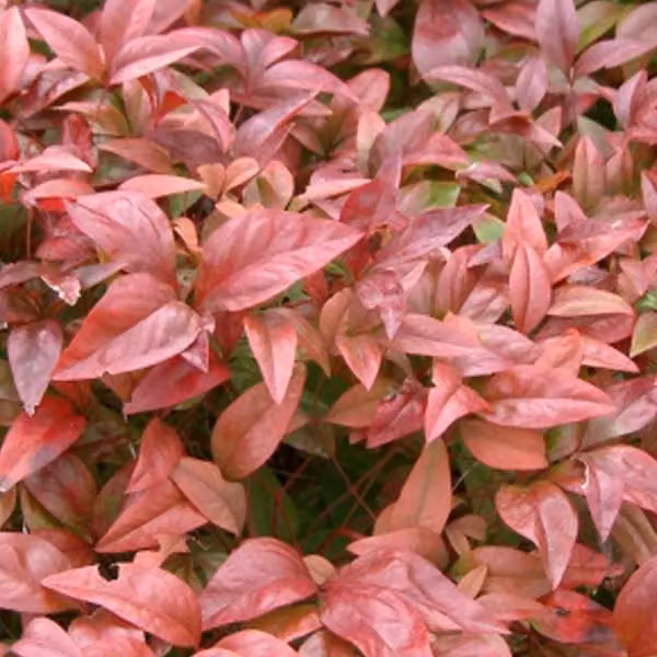 Heiliger Bambus - Nandina domestica | 40-60 cm, in vaso