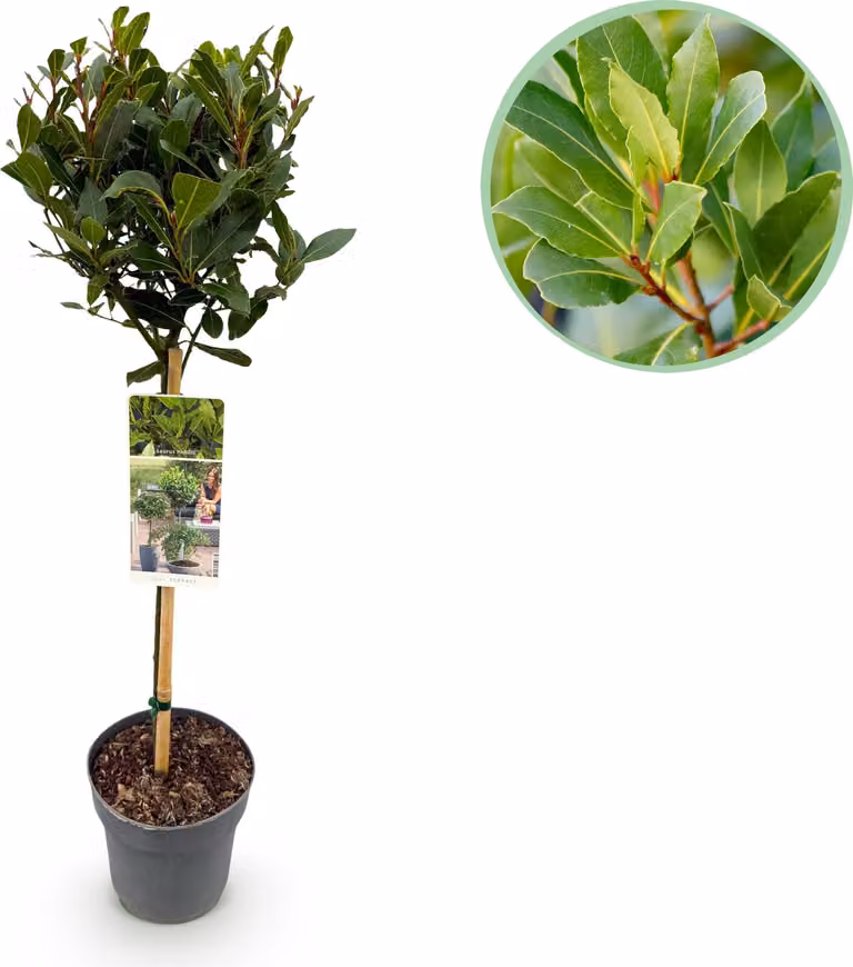 Laurus nobilis - Pianta da appoggio - Pianta da terrazzo - Sempreverde - Bassa manutenzione - 80-90cm - Ø19cm - Pianta da giardino