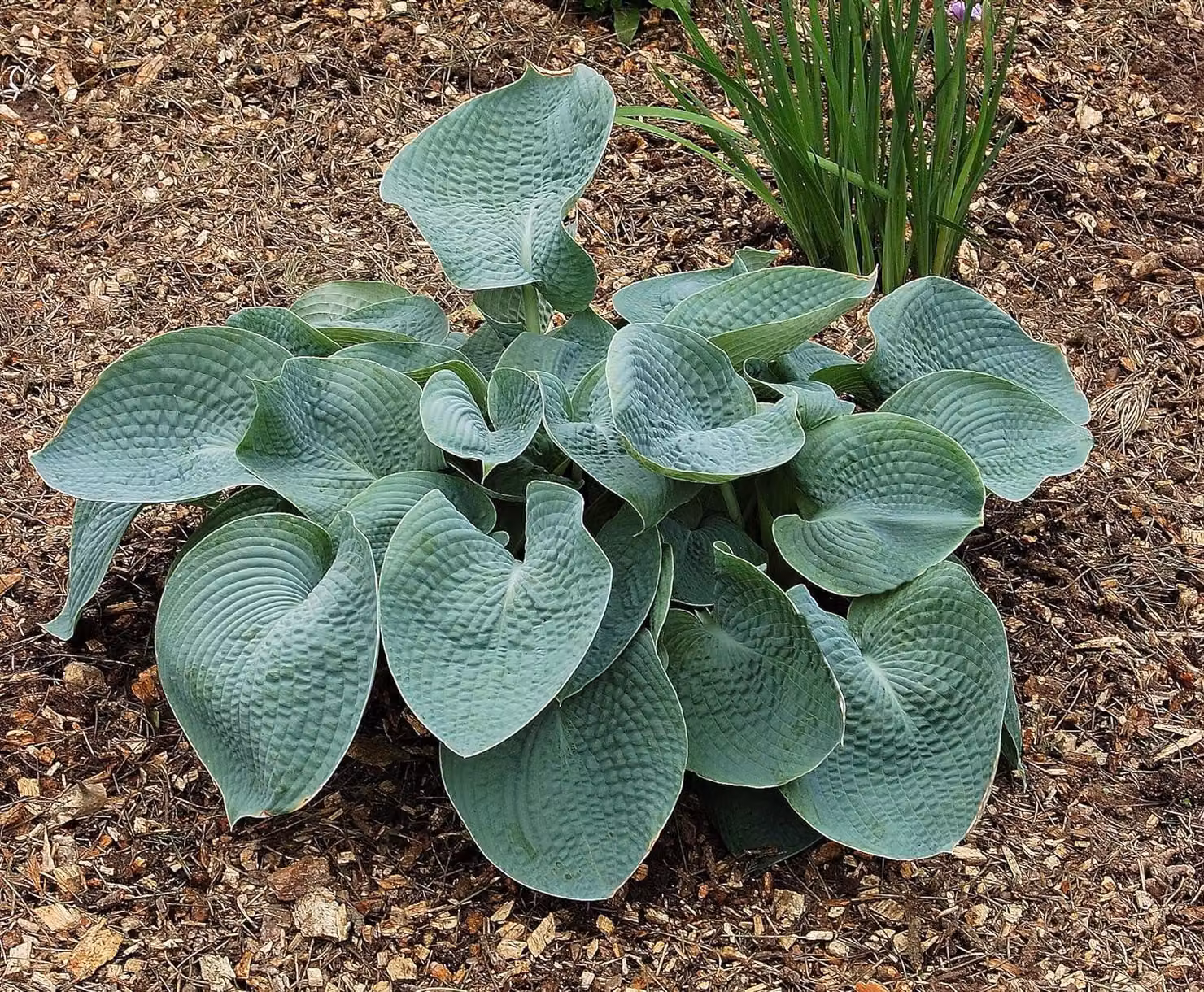 Hosta resistenti al freddo - Collezione "Giganti" di hosta - 5 rizomi - Piante perenni resistenti al freddo - Mix di 5 ibridi - Piante provenienti dai Paesi Bassi (nessun seme, bulbi naturali, non artificiali)