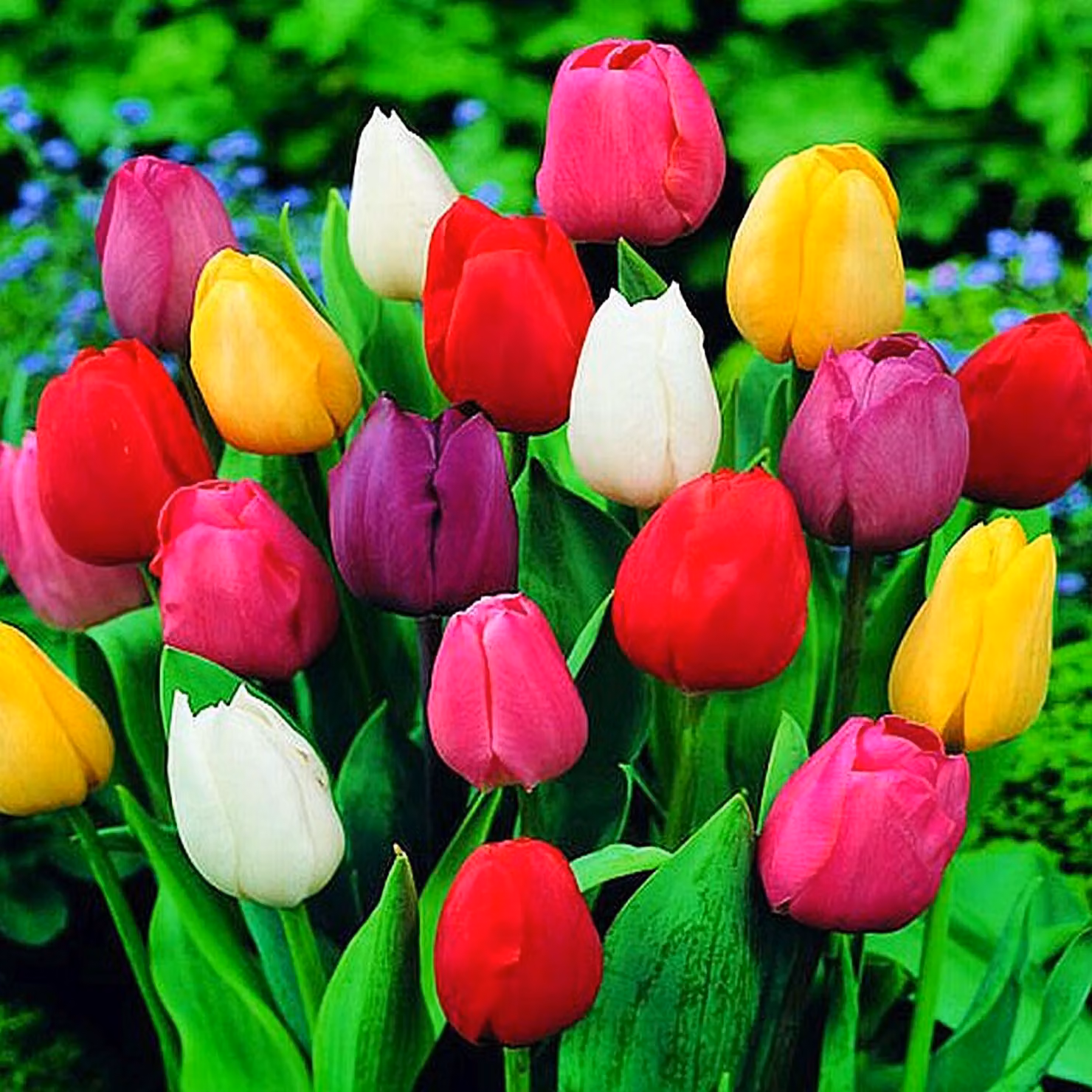 Tulipani Bulbi da fiore Fiori Tulipani Mix 10/11 50 pz.