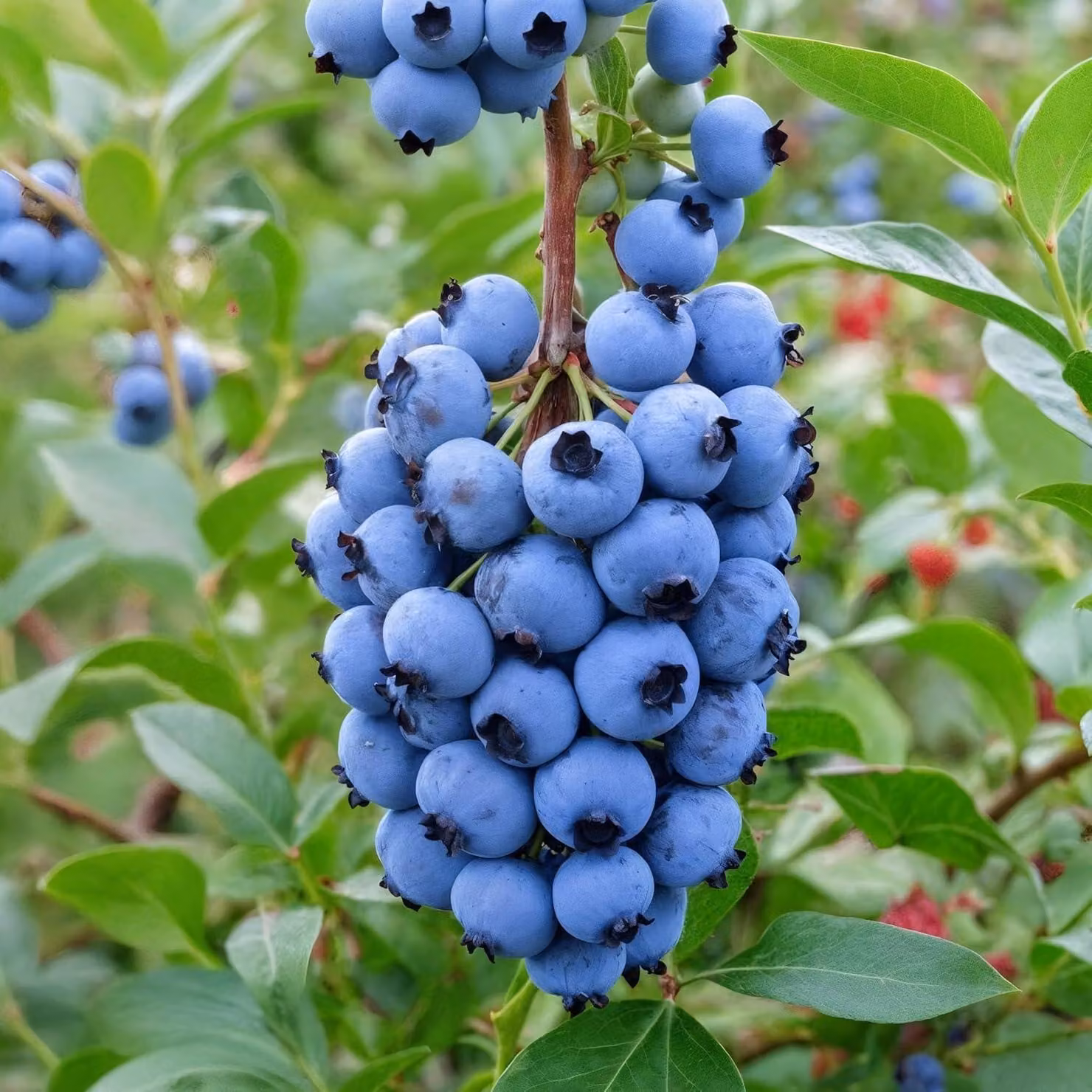 Mirtillo Duke (Vaccinium corymbosum) - 2 piante - Resistente al freddo e perenne - Piante vere provenienti dall'Olanda - senza semi, senza bulbi, non artificiali