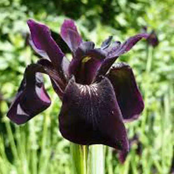 6 piante di Iris Chrysographes 'Black Form' | Vaso da 9x9 cm