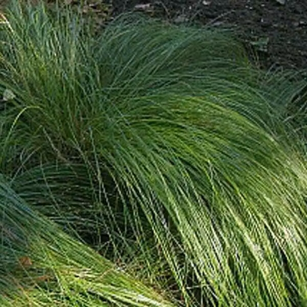 6 piante di Carex morrowii (erba giapponese) | Vaso da 9x9 cm