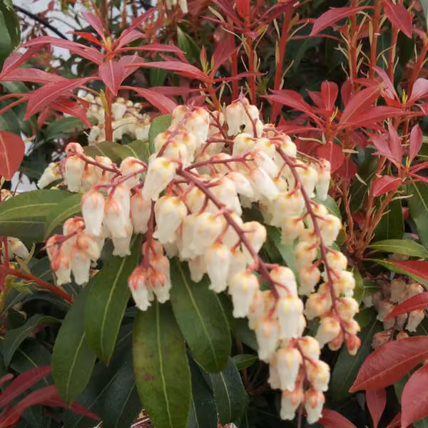 Pieris japonica 'Mountain Fire', noto anche come "Schattenglöckchendu" (nome comune in tedesco) - in vaso, altezza 30-40 cm