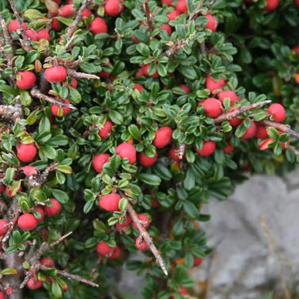 Cotoneaster microphyllus (pianta tappezzante) | 50-60 cm, in vaso