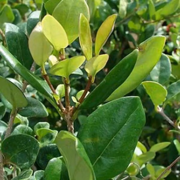 Ligustro giapponese - Ligustrum japonicum 'Texanum' | 60-80 cm in vaso