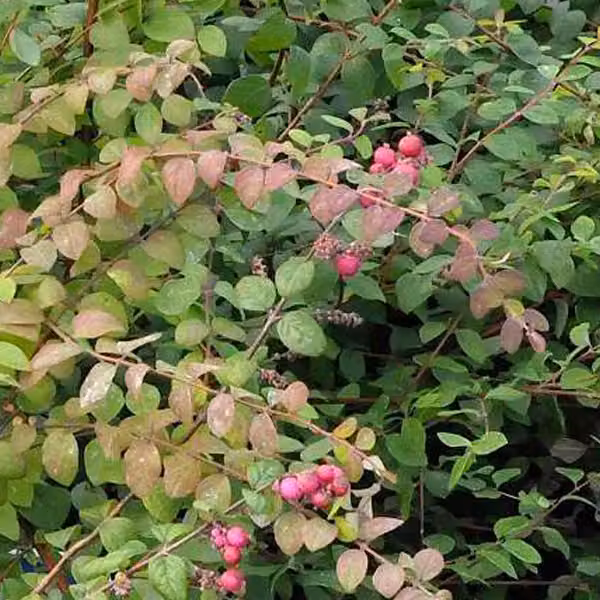 2 piante di "Purpurbeere" (Symphoricarpos chenaultii) | Altezza: 50-60 cm, fornite in vaso